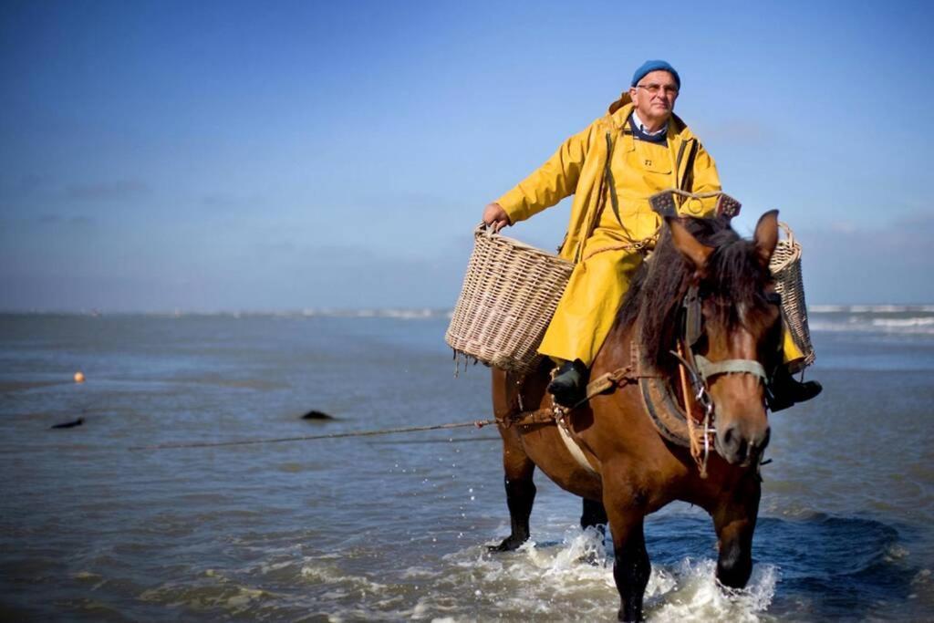 Zeezonzand Koksijde Luaran gambar