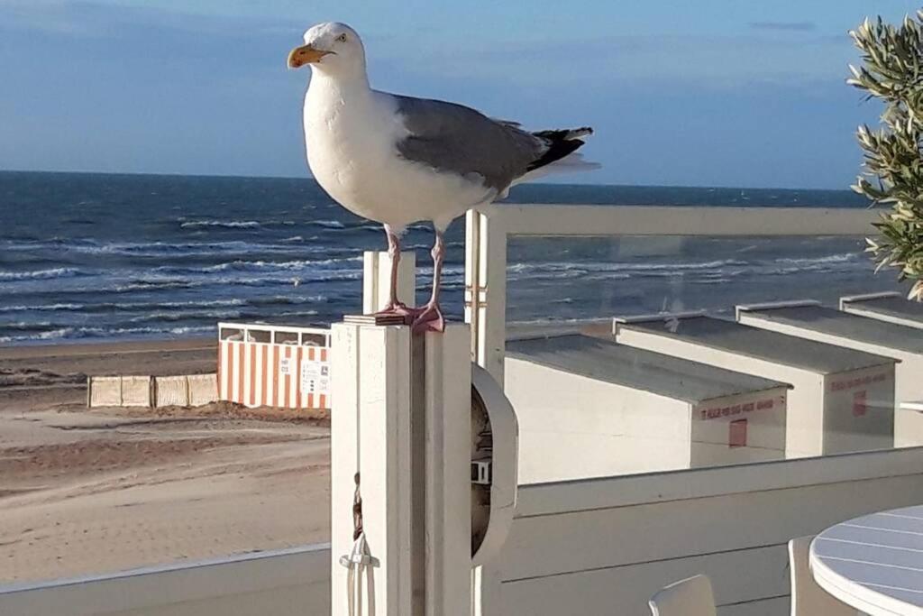 Zeezonzand Koksijde Luaran gambar